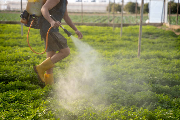 Best Affordable Pest Control Services  in Safety Harbor, FL