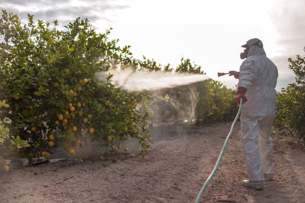 Best Pest Inspection Near Me  in Safety Harbor, FL