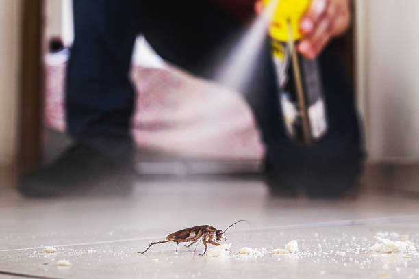 Best Insect Control  in Safety Harbor, FL