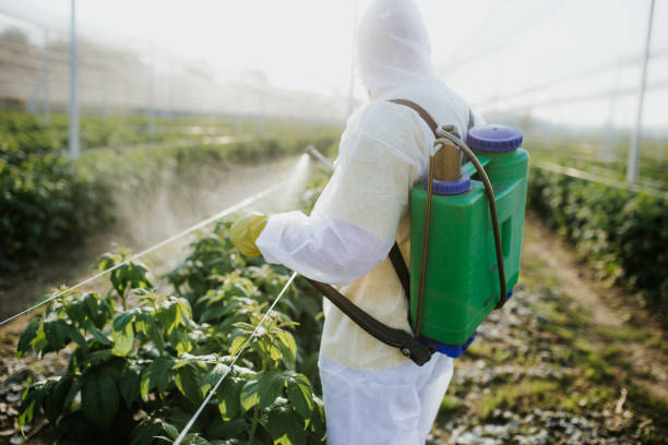 Best Local Pest Control Services  in Safety Harbor, FL